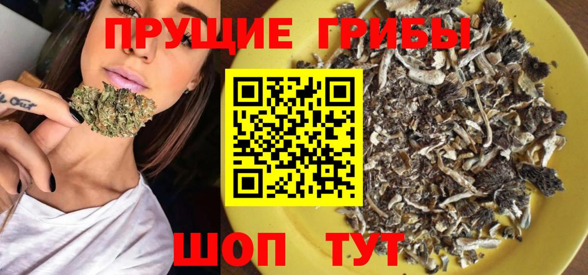 Галлюциногенные грибы Psilocybe Родники